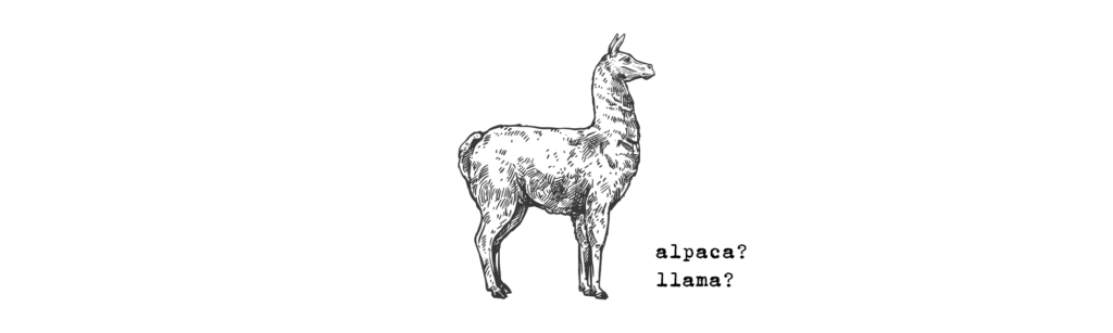 alpacas ou llamas peruanas?