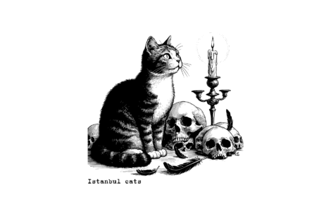 Os gatos de Istambul